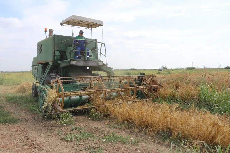 Doğu Akdeniz Tarımsal Araştırma Enstitüsü yeni buğday ve arpa çeşitleri geliştirdi