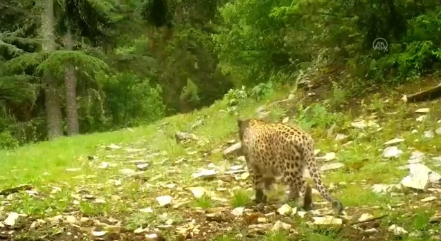 Anadolu Parsı yeniden görüntülendi