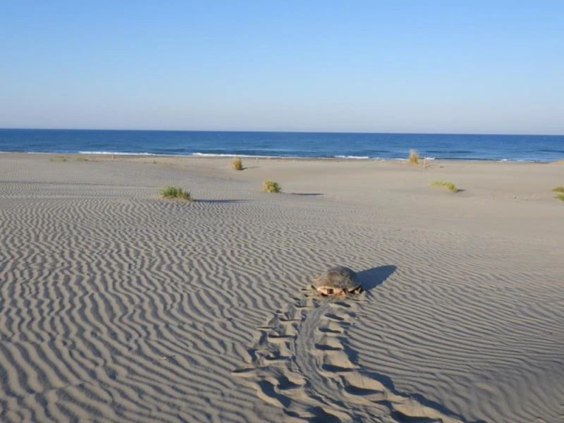Patara kumsalında denize dönemeyen caretta carettayı gönüllüler kurtardı 