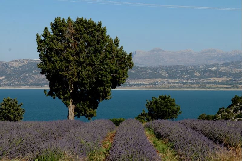 Burdur Gölü manzaralı lavanta bahçelerine yağışlar yaradı
