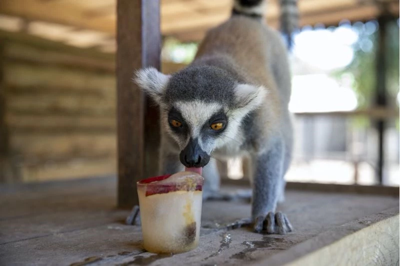 Tarsus Doğa Parkı sakinleri buzlu kokteyl ve yağmurlama sistemiyle serinliyor