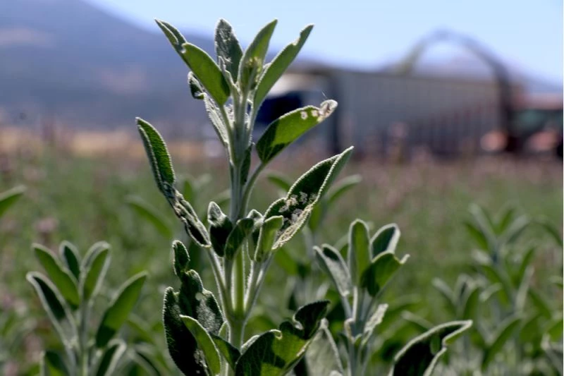 Bol yağışla boyu 1 metreyi aşan adaçayı silaj makinesiyle hasat ediliyor