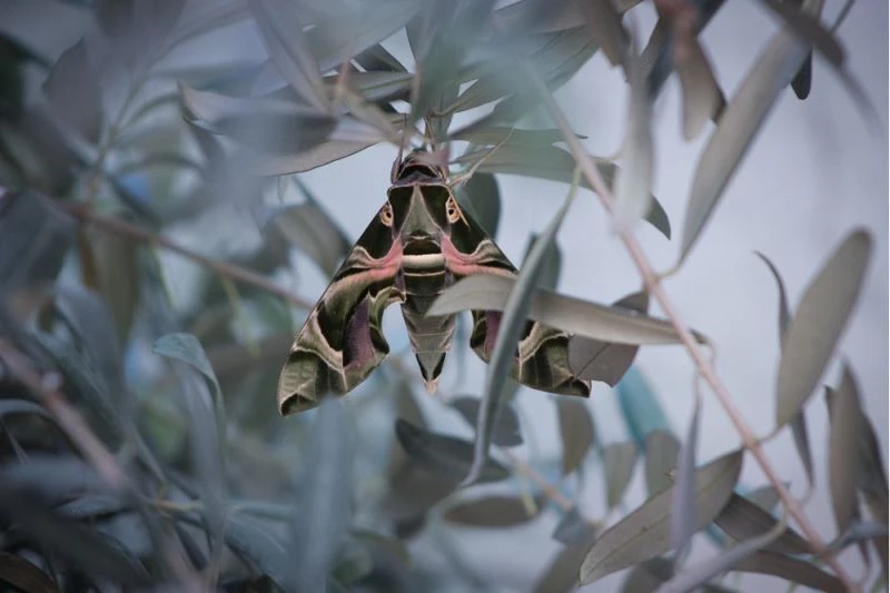 Askeri kamuflaj desenli 