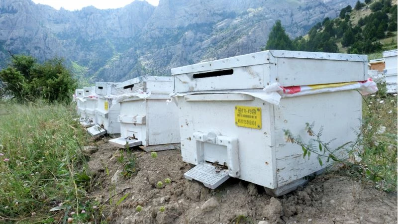 Bal ormanları ile zenginleşen bitki örtüsü arıların üretimini artırdı