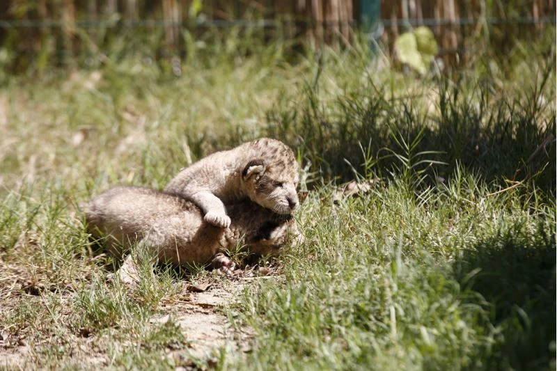 Yaşam parkının maskotu ikiz aslan yavruları için 