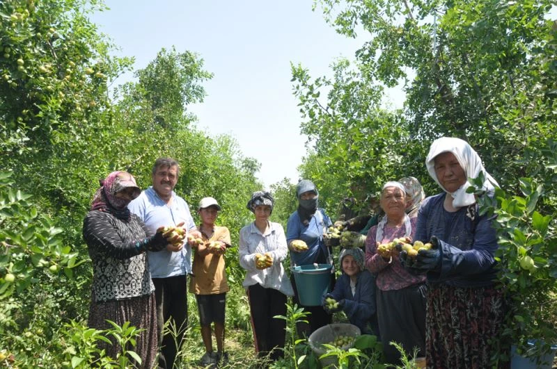 Ata mirası araziyi hünnapla gelir kapısına dönüştürdü