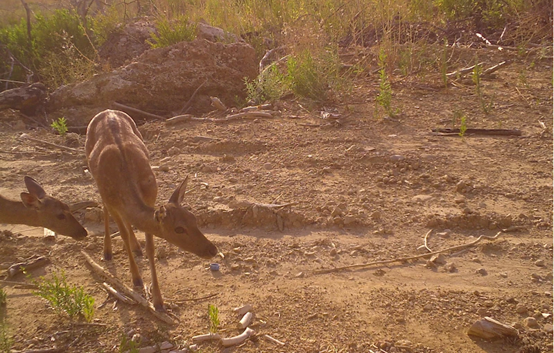 Manavgat yangınından kurtulan alageyik ile yavrusu fotokapanla görüntülendi