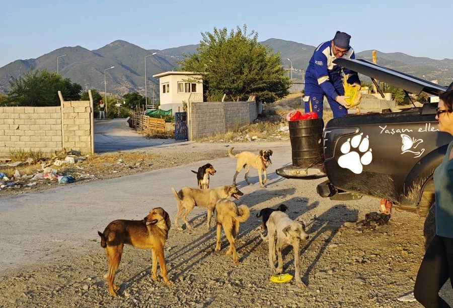 Sıcak havaların yaşandığı deprem bölgesi Osmaniye’de, sokak hayvanları beslendi