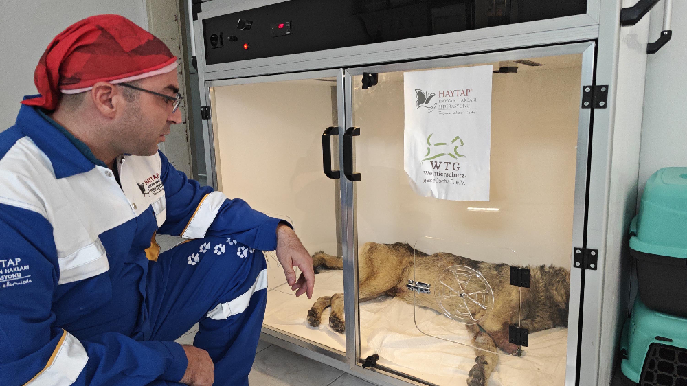 Yaralı sokak köpeğinin sağ ön patisi ampude edildi