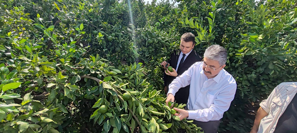 Osmaniye’de narenciye hasadı başladı