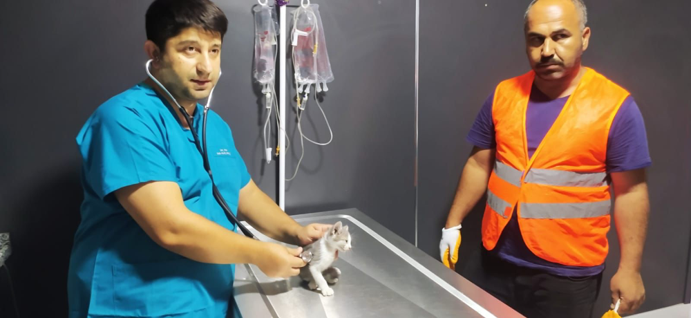 Osmaniye’de yıkımı durdurulan ağır hasarlı binadaki yavru kedi kurtarıldı