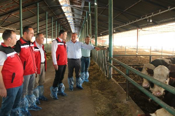 Osmaniye hibe destekli damızlık düve istasyonunu kuruldu