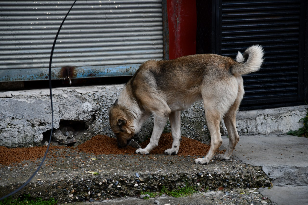 Sokak ve yaban hayvanları için Amanos dağlarına yem bırakıldı