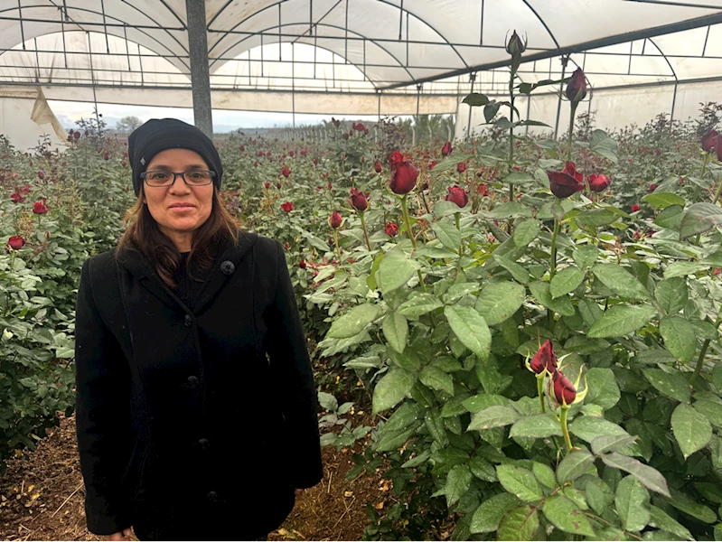 Ziraat mühendisi kadın devlet desteğiyle gül üreticisi oldu 