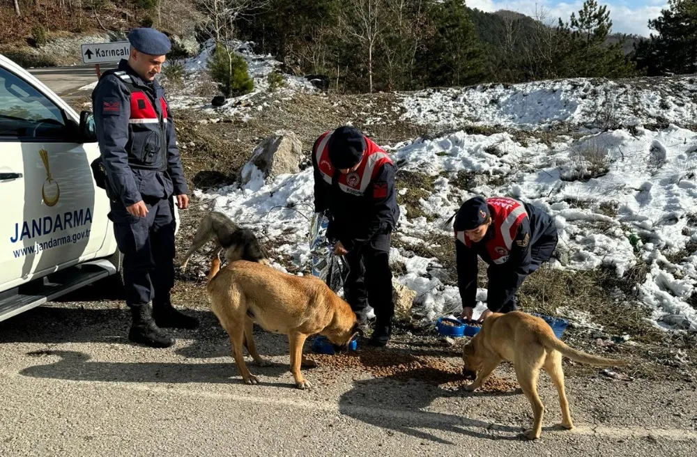 Jandarma, kar yağışının etkili olduğu yerlerde besleme yaptı