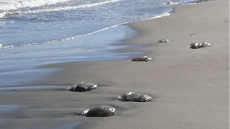 Mersin sahillerinde ölü göçmen denizanası yoğunluğu yaşanıyor