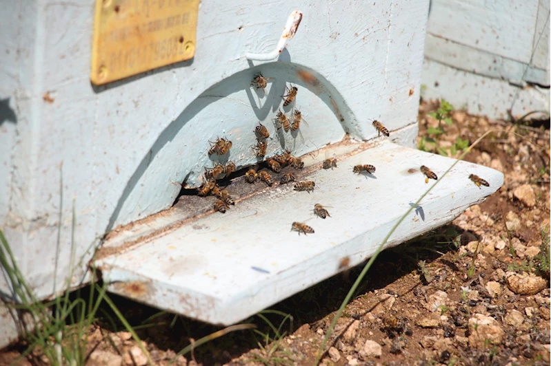 Olumsuz mevsim koşulları ve tarım ilaçları bal üretimini azaltıyor