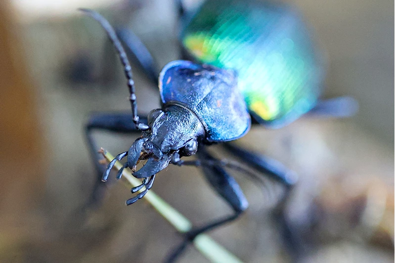 Ormanları korumak için üretilen 