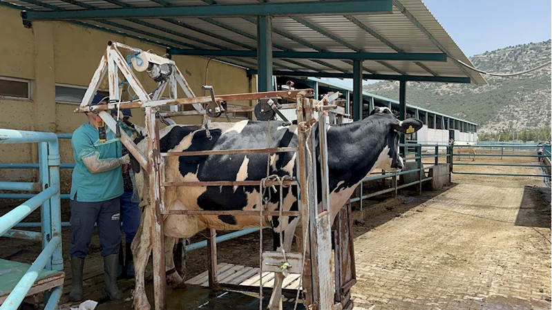 MAKÜ, üniversite dışındaki çiftliklerde embriyo transferine başladı