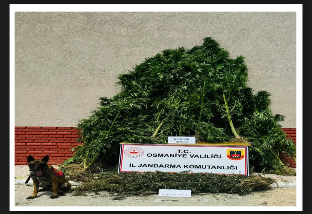Osmaniye Jandarma’dan uyuşturucu ile yoğun mücadele