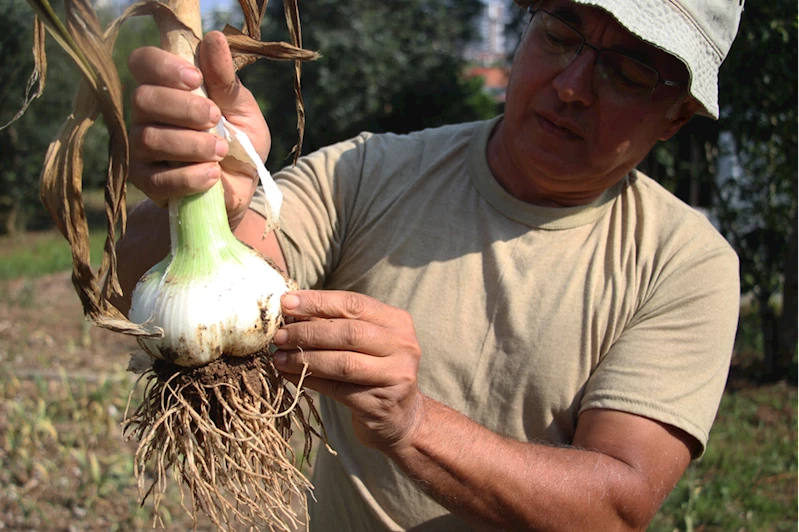 Aile hekimi hobi olarak başladığı sarımsak yetiştiriciliğinde profesyonelleşmeyi hedefliyor 