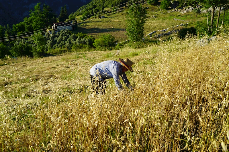 Osmaniyeli 6 kardeş baba yadigarı tarladaki ürünleri orakla biçiyor