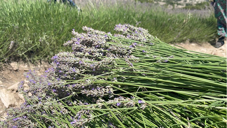 Burdur Valisi Öksüz lavanta hasadına katıldı