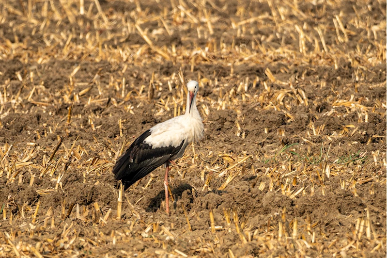 Göç yolundaki leyleklerin bir kısmı Adana