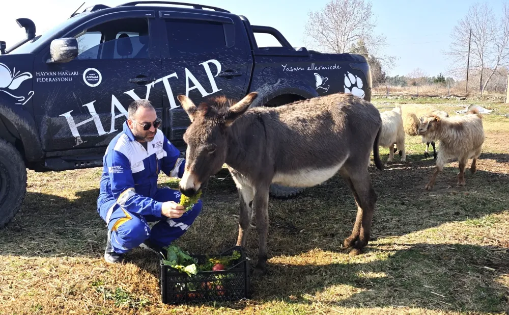 Kanserli eşek, yeniden sağlığına kavuştu 