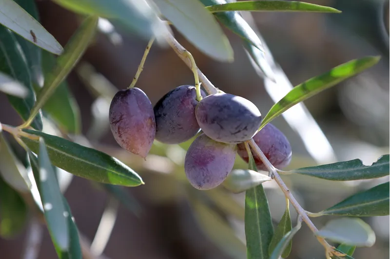 Zeytinde köklü geçmişe sahip Antalya