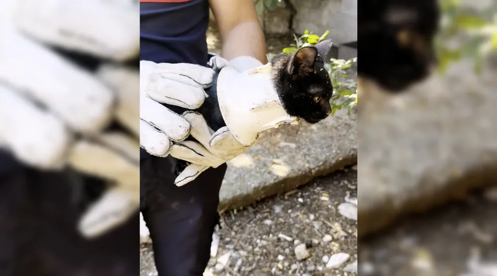 Osmaniye’de kafası plastik kapağa sıkışan kedi itfaiye tarafından kurtarıldı 