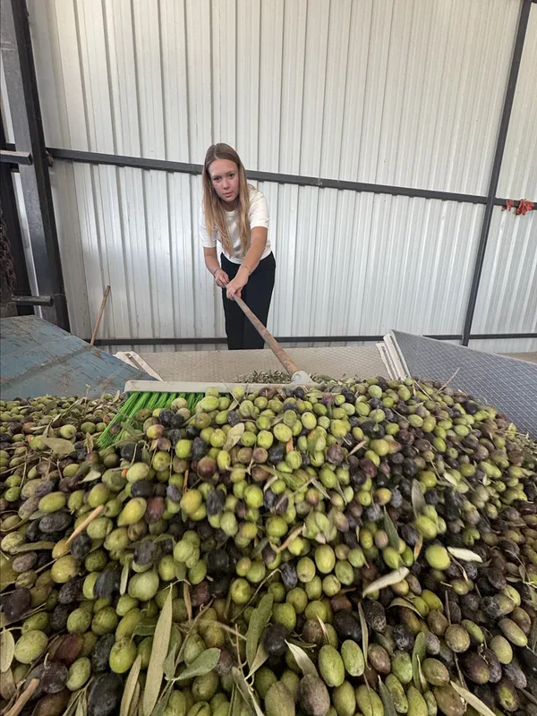 Kadın çiftçi yetiştirdiği zeytine devlet desteğiyle kurduğu tesisle katma değer kazandırıyor