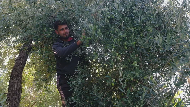 Mut ilçesinde zeytin hasadı sürüyor 