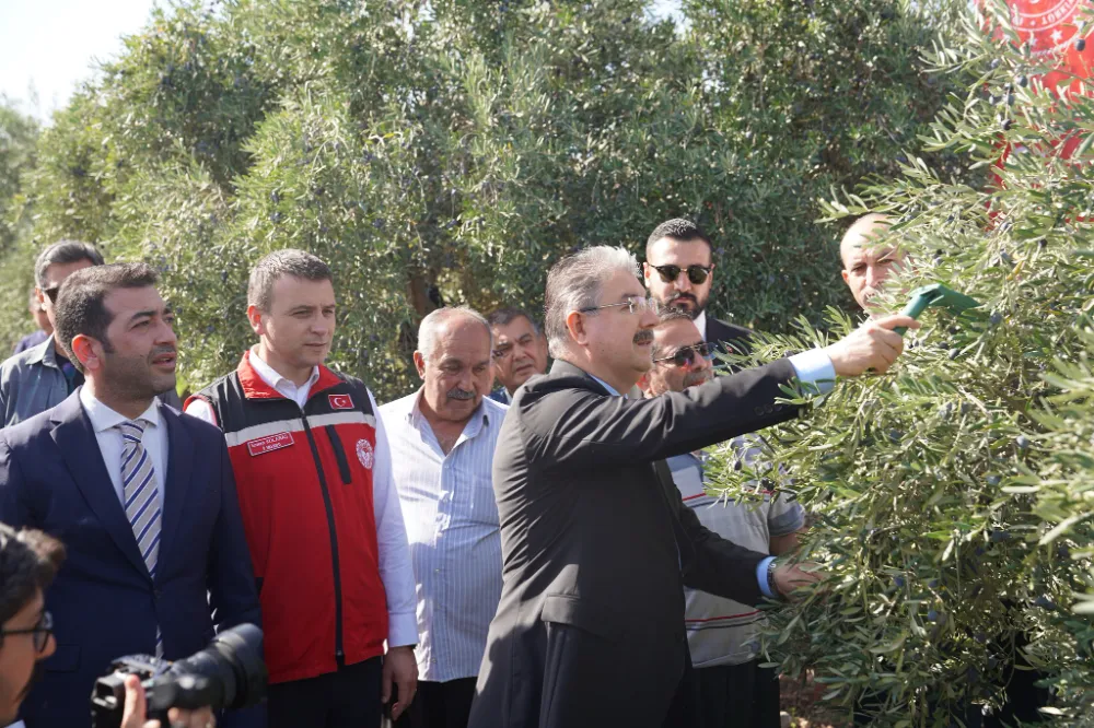 Osmaniye’de zeytin hasadı başladı