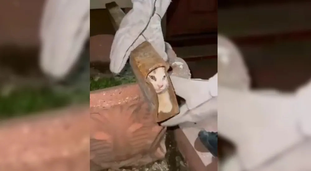 Osmaniye’de demir profile sıkışan kediyi itfaiye kurtardı