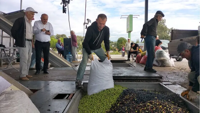 Manavgat Ziraat Odasının zeytinyağı fabrikaları üreticiye yılda 140 milyon lira katkı sağlıyor