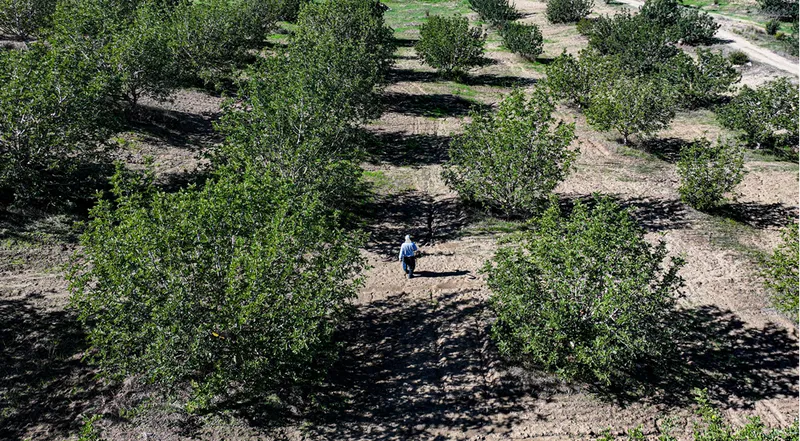 Kiraladığı çorak araziyi keçiboynuzuyla tarıma kazandırdı