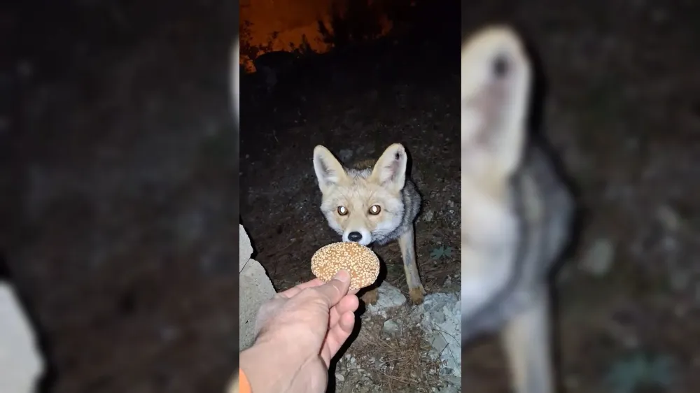 Zorkun’un sevimli misafiri tilki, kömbe ikramını geri çevirmedi