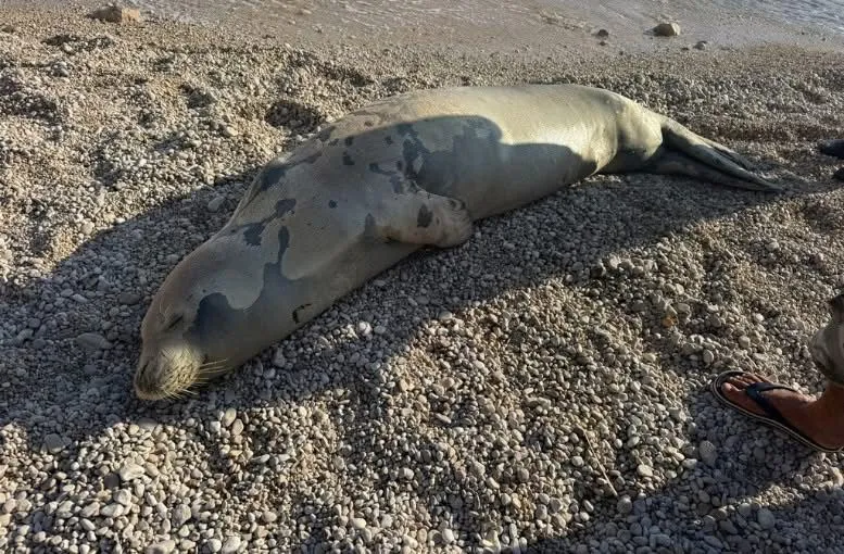 Kaş sahilinde dinlenen fok denize döndü