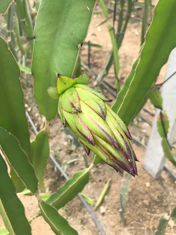 Serasındaki kovanlarla hem nektar fazlalığı sorununu çözdü hem de bal üretti
