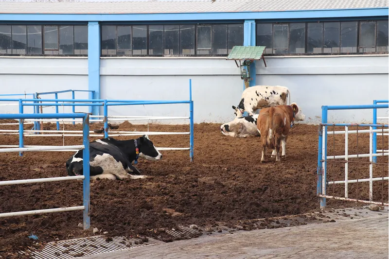 Üniversitenin uygulama çiftliği öğrencilere sahada eğitim imkanı sunuyor