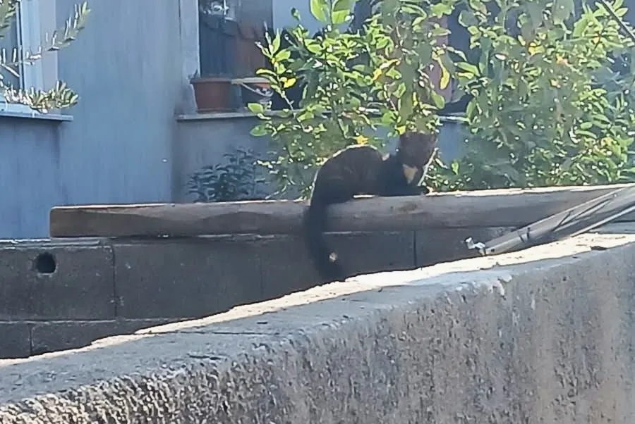 Osmaniye’de yerleşim yerinde sansar görüntülendi