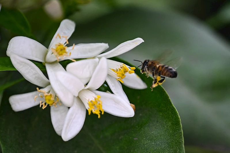 Portakal Çiçeği Karnavalı