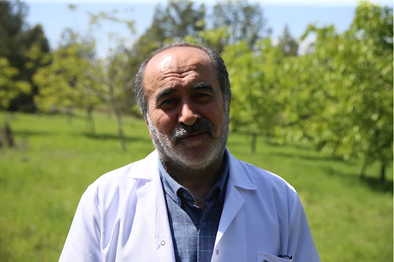 Türk akademisyenlerin geliştirdiği 4 ceviz çeşidi zirai dondan etkilenmedi