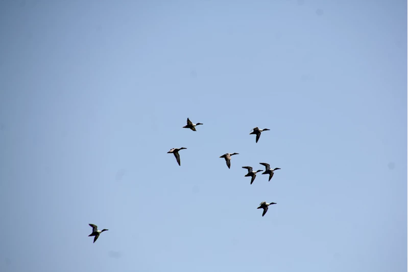 Göç yolu üzerindeki Hatay