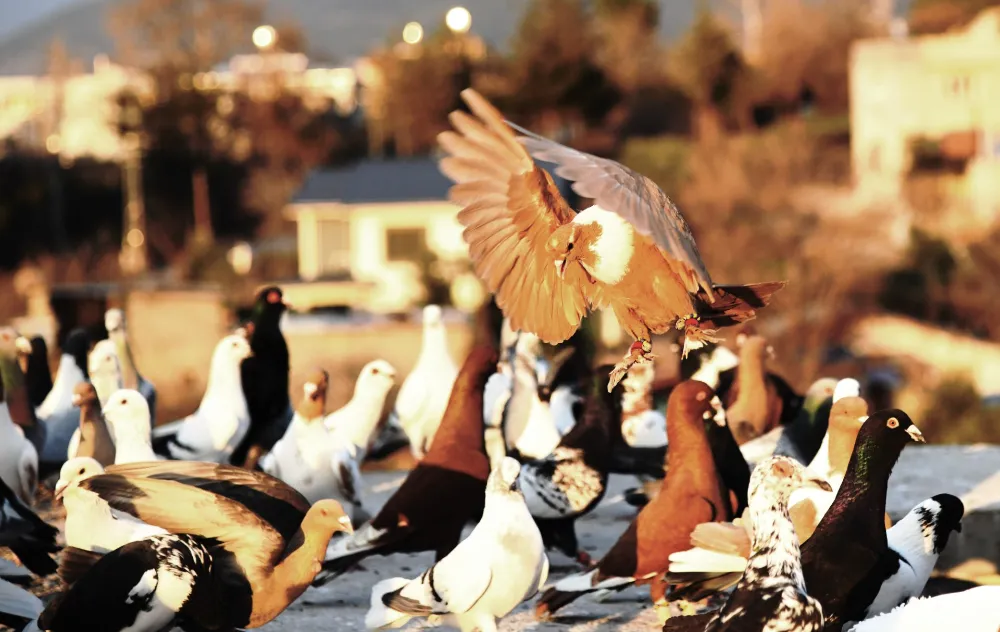 Tuncer: Güvercinlerim ailemin bir üyesi gibi