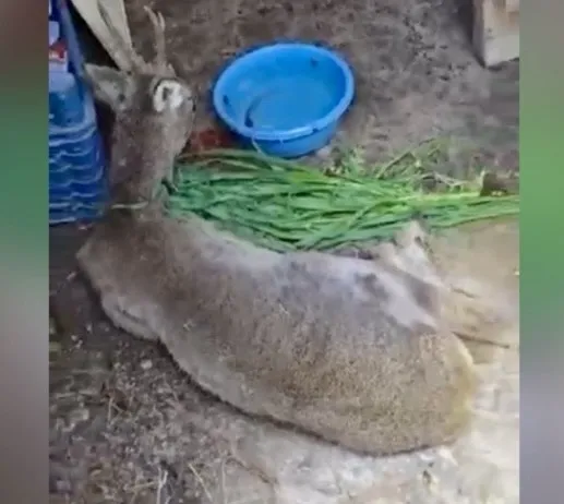 Vatandaşlar tarafından bitkin halde bulunan karaca tedavi altına alındı