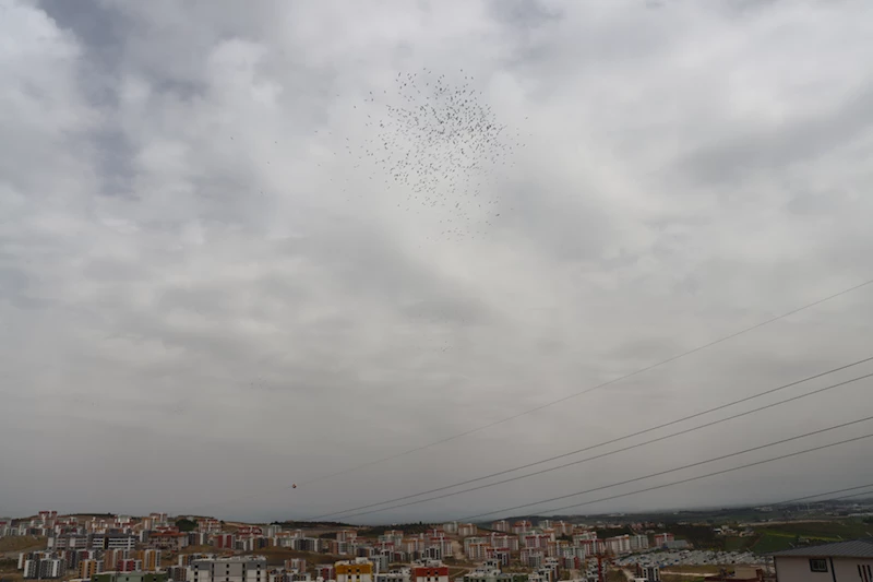 Baharın müjdecisi leylekler Hatay