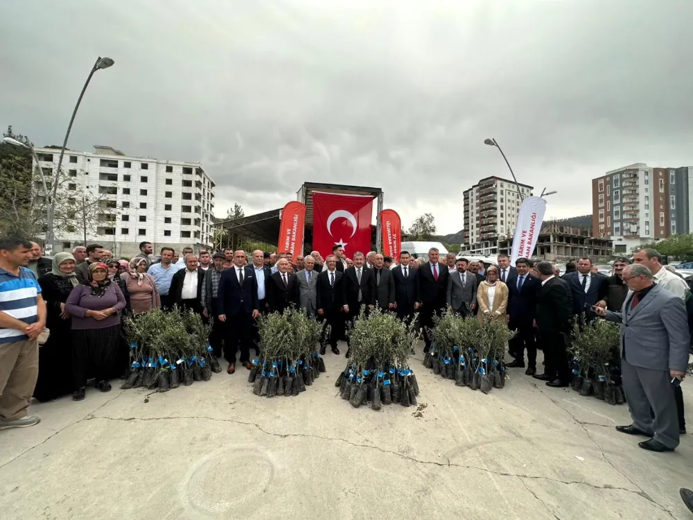 Düziçi’nde çiftçilere yüzde zeytin fidanı desteği