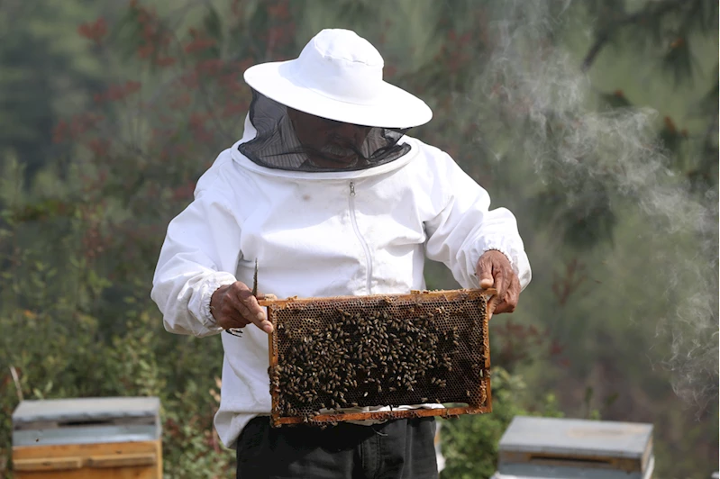 Tescilli Hatay arısının bal veriminin artırılması için ıslah çalışması yürütülüyor
